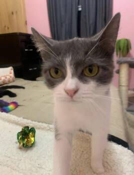 Rosie -  Domestic Short Hair Cat for Adoption in Randolph, Vermont - Rosie | PetCurious