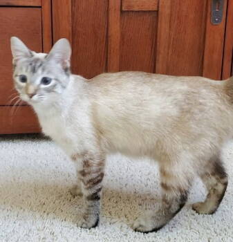 Rescue Siamese and Domestic Short Hair Cats for Adoption in San Luis Obispo, California - Princess - Your Lap Will Be Her Throne | PetCurious