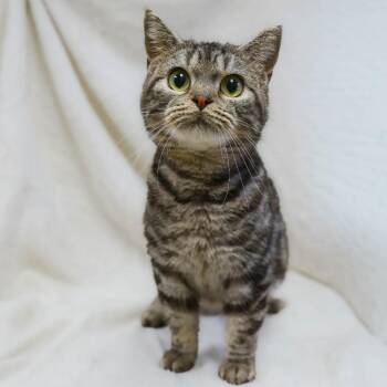 Manx Cats Available for Adoption in Versailles, Kentucky - Anthony | PetCurious