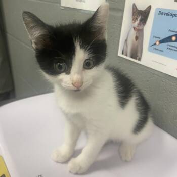 Fidget -  Domestic Short Hair Cat for Adoption in Allentown, Pennsylvania - Fidget | PetCurious