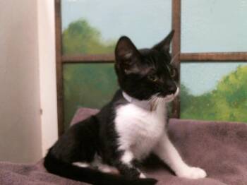 JOE -  Domestic Short Hair Cat for Adoption in Houston, Texas - JOE | PetCurious