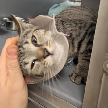 Houndstooth (orange collar) -  Domestic Short Hair Cat for Adoption in Philadelphia, Pennsylvania - Houndstooth (orange Collar) | PetCurious