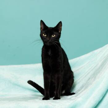 Rescue Domestic Short Hair Cats for Adoption in South Riding, Virginia - Coraline | PetCurious