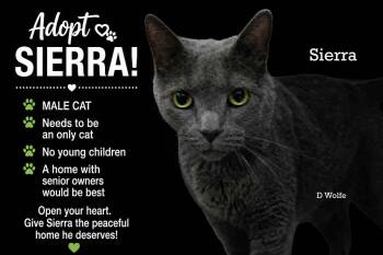 Sierra -  Russian Blue Cat for Adoption in York, Nebraska - Sierra | PetCurious