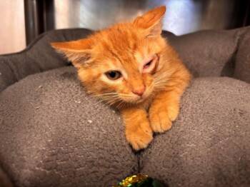 Domestic Short Hair Cats Available for Adoption in Houston, Texas - LITTLE FOOT | PetCurious
