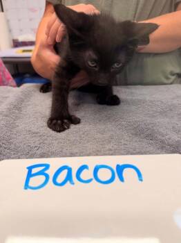 Bacon -  Domestic Short Hair Cat for Adoption in Vancouver, Washington - Bacon | PetCurious
