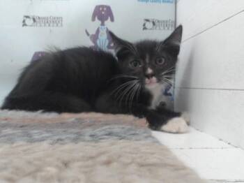 A600429 -  Domestic Short Hair Cat for Adoption in Orlando, Florida - A600429 | PetCurious