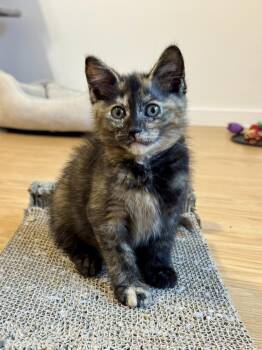 Royal -  Domestic Short Hair Cat for Adoption in Vancouver, Washington - Royal | PetCurious