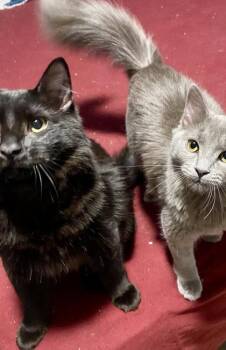 Domestic Long Hair and Domestic Short Hair Cats Available for Adoption - Adzuki | PetCurious