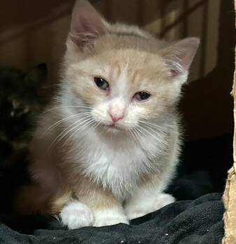 Domestic Short Hair Cats Available for Adoption in Ontario, New York - Cakey | PetCurious