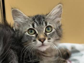 Indianna -  Domestic Medium Hair Cat for Adoption in Portland, Oregon - Indianna | PetCurious