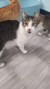 Domestic Short Hair Cats Available for Adoption - Teddy | PetCurious
