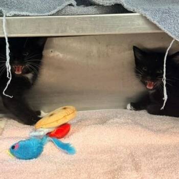 Zim -  Domestic Short Hair Cat for Adoption in Long Beach, California - Zim | PetCurious