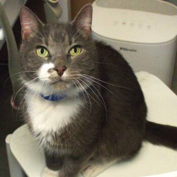 Gus -  Domestic Short Hair Cat for Adoption in Lakeland, Florida - Gus | PetCurious