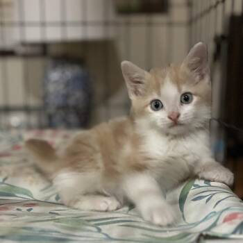 Steve -  Domestic Short Hair Cat for Adoption in Ponca City, Oklahoma - Steve | PetCurious
