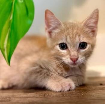 Janis Joplin -  Tabby and Domestic Short Hair Cat for Adoption in Friendswood, Texas - Janis Joplin | PetCurious