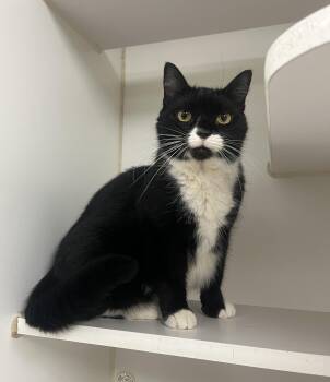 Patty -  Domestic Short Hair Cat for Adoption in Reisterstown, Maryland - Patty | PetCurious
