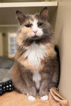 Ophelia (Ima) *Sponsored Senior -  Domestic Long Hair Cat for Adoption in Christiansburg, Virginia - Ophelia (Ima) *Sponsored Senior | PetCurious