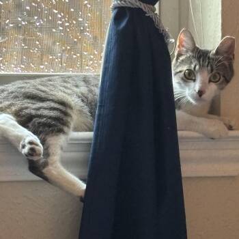 Tabby and Tuxedo Cats Available for Adoption in Lucas, Texas - Rossy | PetCurious