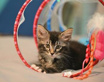 Clam & Chowda - Bostons Finest -  Ragamuffin Cat for Adoption in Falmouth, Maine - Clam & Chowda - Bostons Finest | PetCurious
