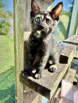 Mariska -  Tortoiseshell Cat for Adoption in Homestead, Florida - Mariska | PetCurious