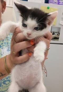 Rengoku -  Domestic Short Hair Cat for Adoption in Palm Coast, Florida - Rengoku | PetCurious