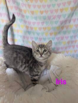 Rescue Domestic Short Hair Cats for Adoption in Atglen, Pennsylvania - Iris | PetCurious