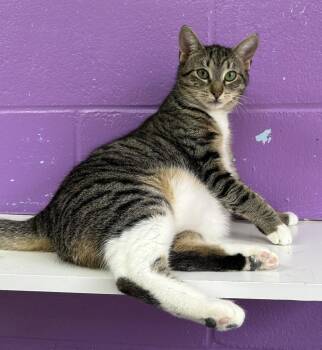 Domestic Short Hair Cats Available for Adoption - Donna | PetCurious