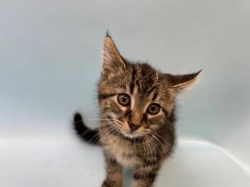 Richie -  Domestic Short Hair Cat for Adoption in Woodbury, Minnesota - Richie | PetCurious