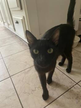 Momas -  Bombay Cat for Adoption in Lancaster, California - Momas | PetCurious