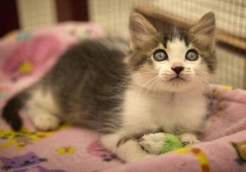 Domestic Long Hair Cats Available for Adoption in Santa Barbara, California - Inigo Montoya | PetCurious