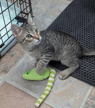 Mercy -  Tabby Cat for Adoption in Ocala, Florida - Mercy | PetCurious