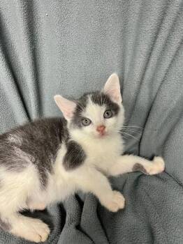 Yield -  Domestic Short Hair Cat for Adoption in North Babylon, New York - Yield | PetCurious