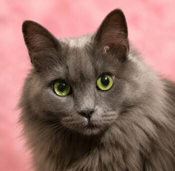 Pretty Girl -  Domestic Long Hair Cat for Adoption in Charlotte, North Carolina - Pretty Girl | PetCurious