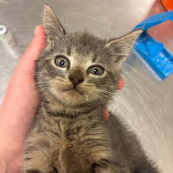 Sarah -  Domestic Short Hair Cat for Adoption in Bristol, Indiana - Sarah | PetCurious