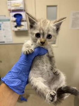 AMIRA -  Domestic Short Hair Cat for Adoption in Riverside, California - AMIRA | PetCurious