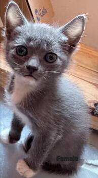 Mittens P -  Domestic Short Hair Cat for Adoption in Darien, Georgia - Mittens P | PetCurious
