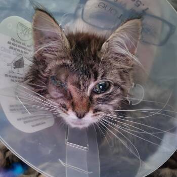 Blade -  Domestic Medium Hair Cat for Adoption in Coos Bay, Oregon - Blade | PetCurious