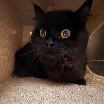 Mr.Grinch -  Persian and Domestic Medium Hair Cat Available for Adoption in Pasadena, California - Mr.Grinch | PetCurious
