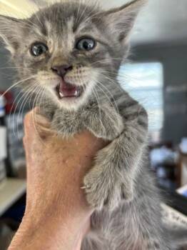 Stevie -  Domestic Short Hair Cat for Adoption in West Memphis, Arkansas - Stevie | PetCurious