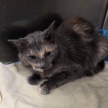 Prue -  Domestic Medium Hair Cat for Adoption in Williston, Florida - Prue | PetCurious