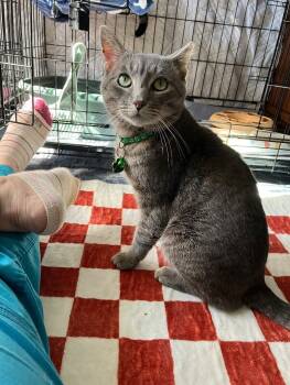 Rescue Domestic Short Hair Cats for Adoption - Rooster | PetCurious