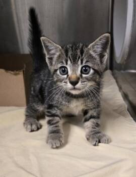 Koda -  Domestic Short Hair Cat for Adoption in Gainesville, Florida - Koda | PetCurious