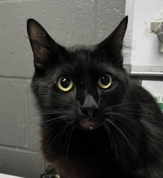 Kolby -  Domestic Short Hair Cat for Adoption in Fort Worth, Texas - Kolby | PetCurious