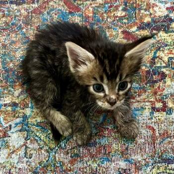 Shera - Forrest -  Domestic Medium Hair Cat for Adoption in Moses Lake, Washington - Shera - Forrest | PetCurious