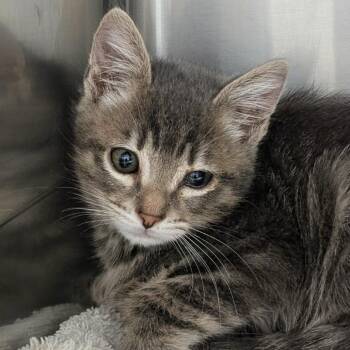 Mr. Bigglesworth -  Domestic Short Hair Cat for Adoption in Medford, Oregon - Mr. Bigglesworth | PetCurious