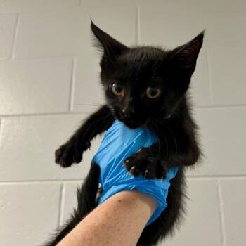 Rescue Domestic Short Hair Cats for Adoption in Fort Worth, Texas - Vanellope | PetCurious