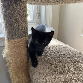 Domestic Short Hair Cats Available for Adoption in Philadelphia, Pennsylvania - JET | PetCurious