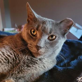 Helena -  Domestic Short Hair and Russian Blue Cat for Adoption in La Grange, Kentucky - Helena | PetCurious