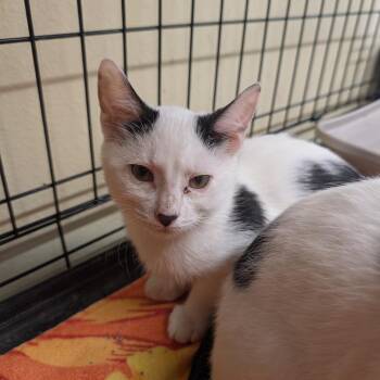 Domestic Short Hair Cats Available for Adoption - Mr Betty | PetCurious